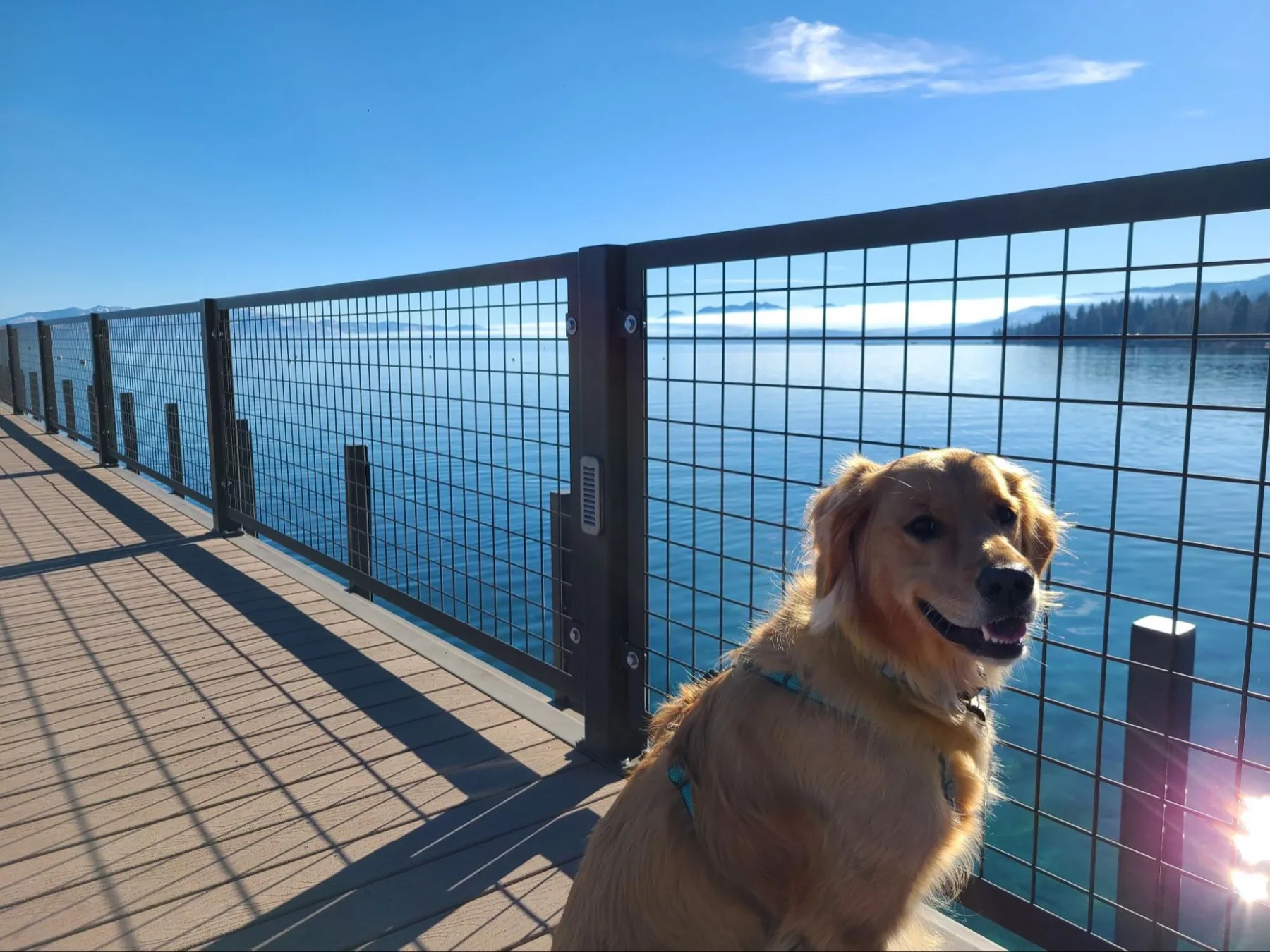 Moose the Golden Retriever sitting on a pier at Lake Tahoe